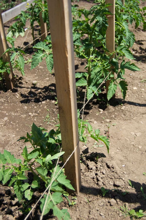 Young tomatoes supported by a Florida Weave.