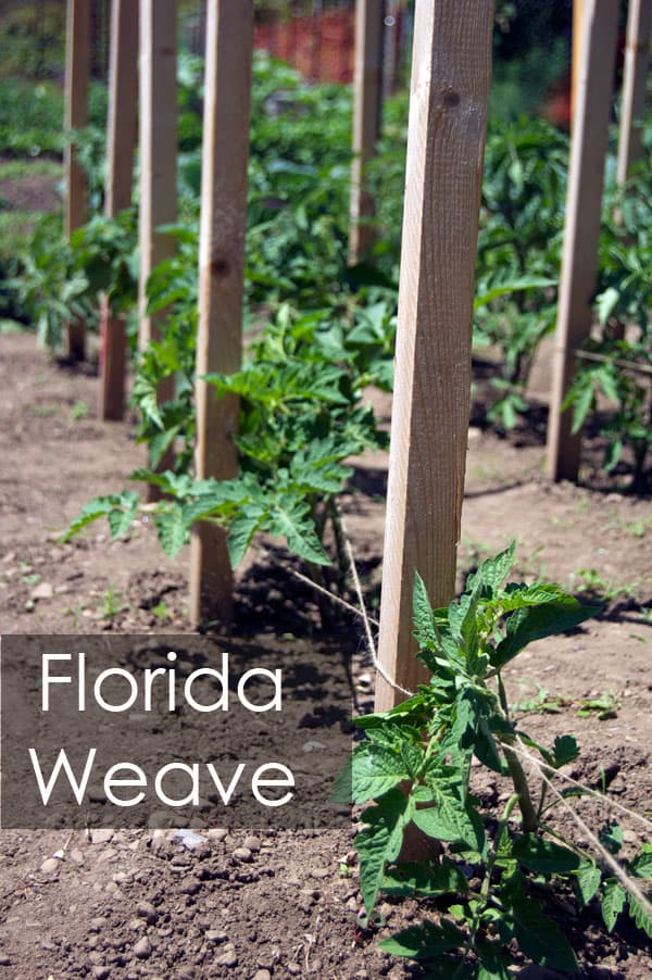 Strings wrapped around tomato plants in the Florida Weave method.