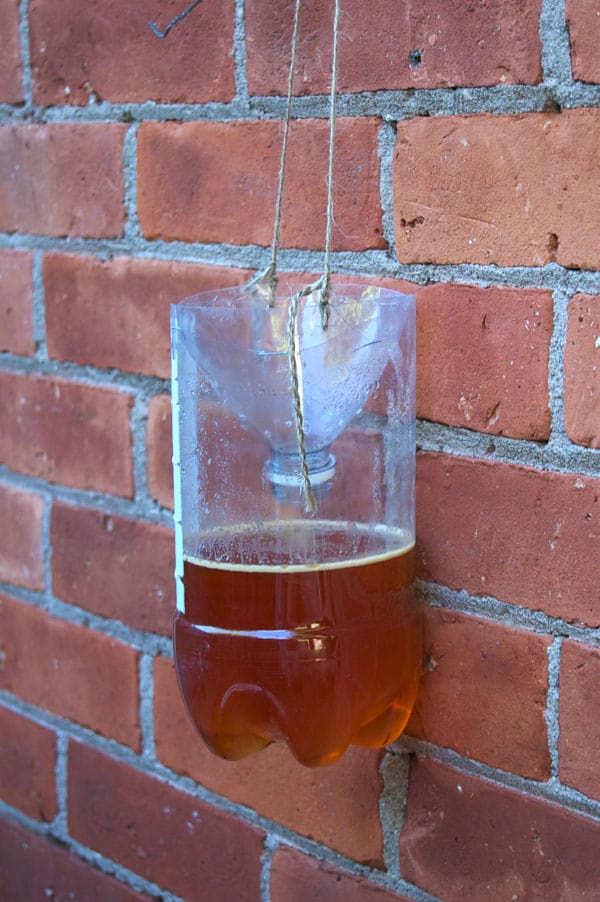 Homemade fly trap hanging on red exterior brick wall showing no flies in it.