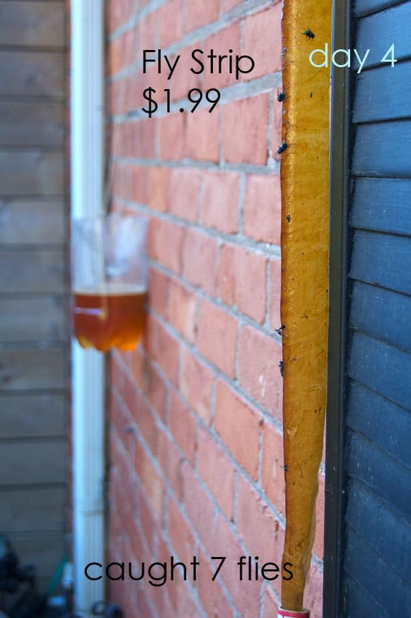 Fly strip and homemade soda bottle fly trap on brick wall.