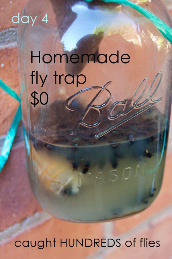 Mason jar fly trap with shrimp as bait - filled with flies.