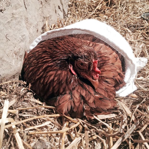 3D Printed Chicken Butts! : r/BackYardChickens