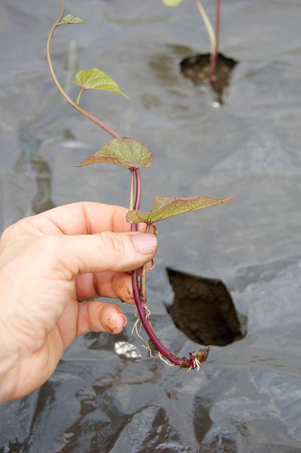 Sweet potato slip about to be planted