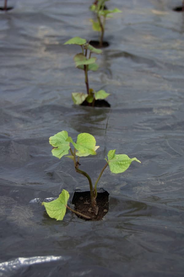 Sweet potato plants under thermal plastic.