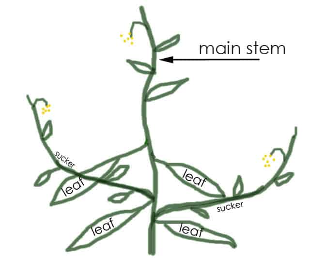 Tomato pruning diagram with 1 main stem and 2 leaders.