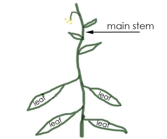 Fully pruned tomato diagram.