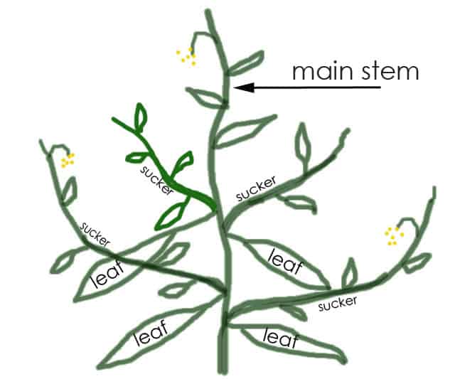 Tomato pruning diagram before pruning.