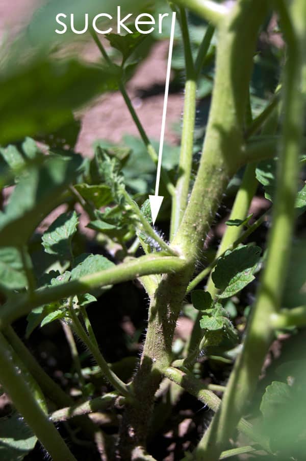 Tomato sucker growing between stem and leaf.