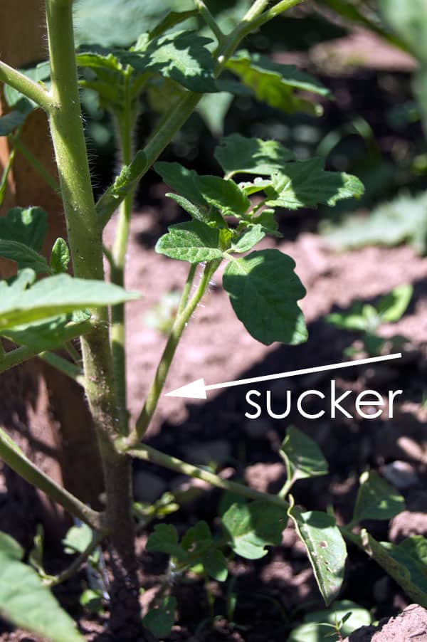 Tomato sucker growing between leaf and stem.