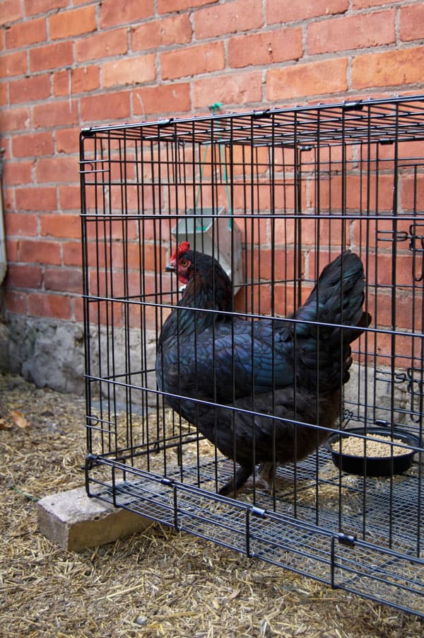 Signs to help you recognise a broody hen - COPELE