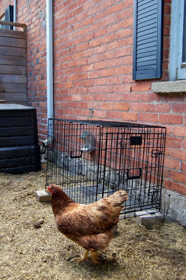 Dog-cage-broody-pen