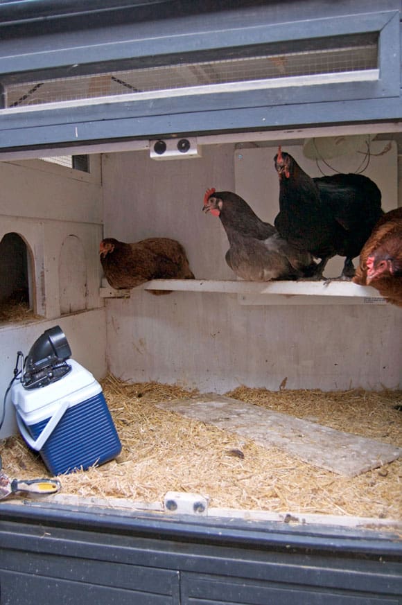 chickens-with-air-conditioning