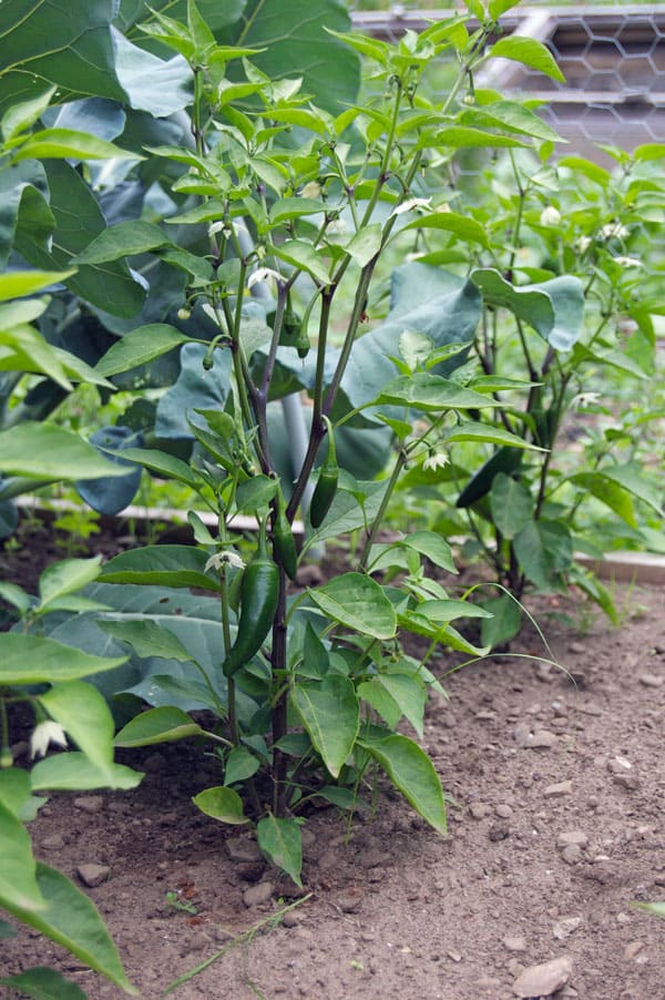 jalapeno-peppers