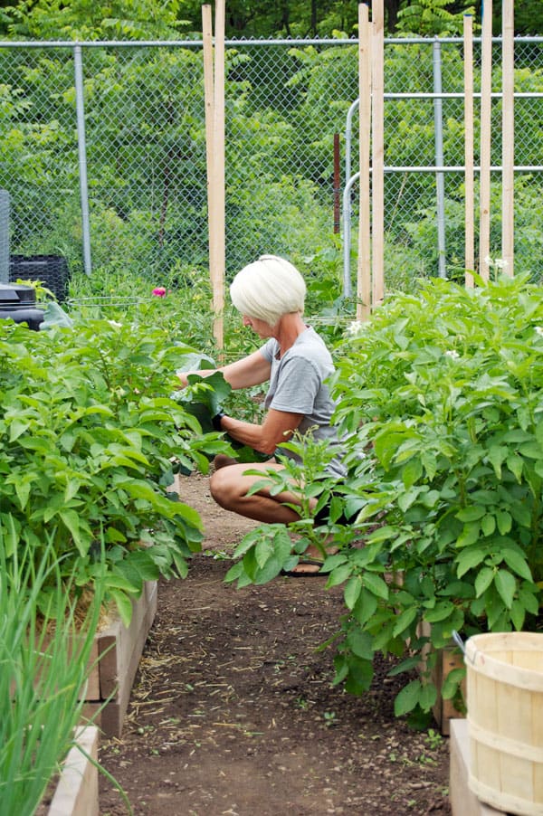 picking-broccoli