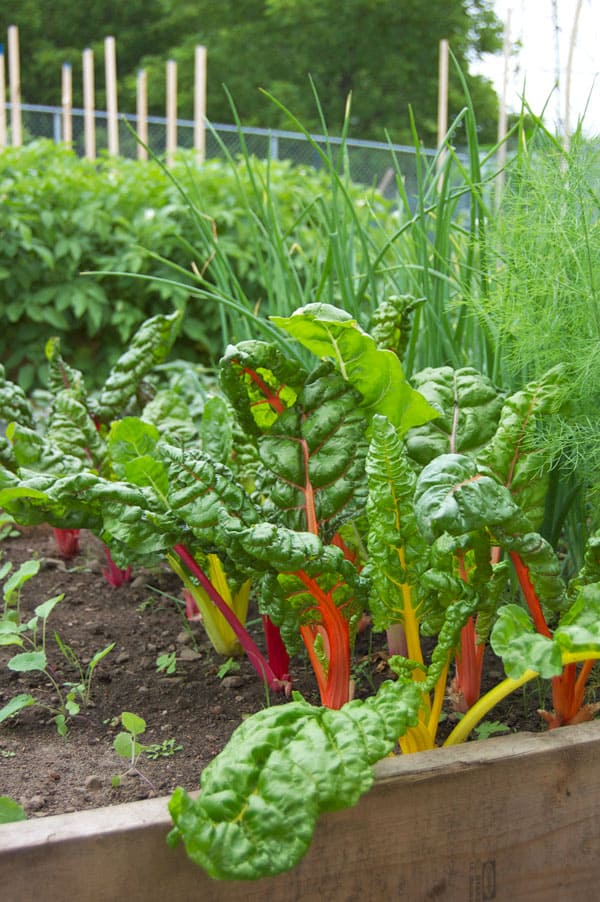 rainbow-swiss-chard