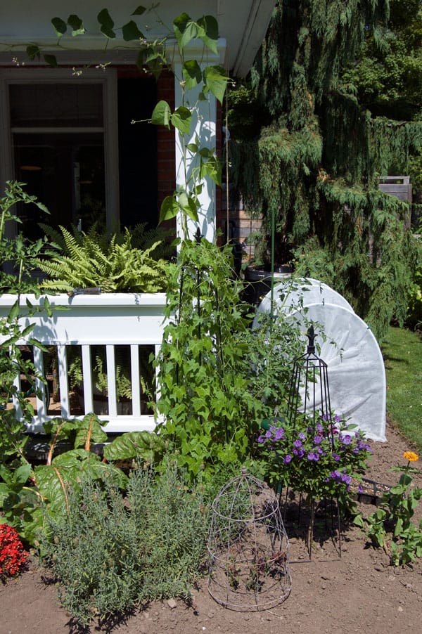 front-yard-vegetable-garden-9