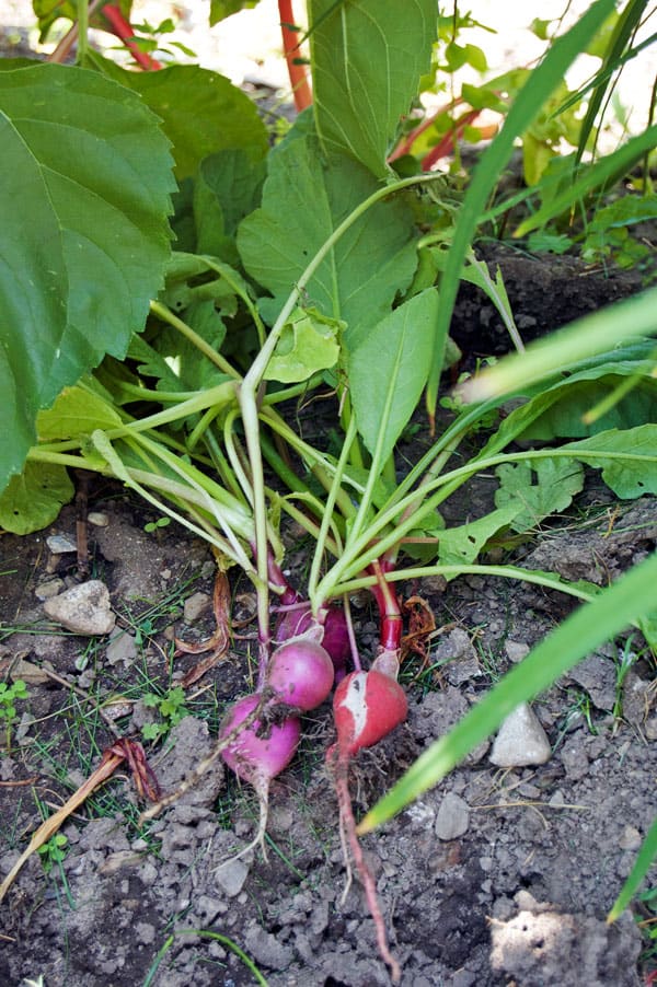 radishes