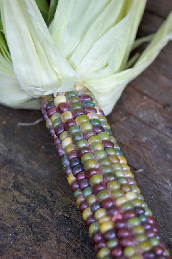 Growing Rainbow Corn & What Does It Taste Like? 