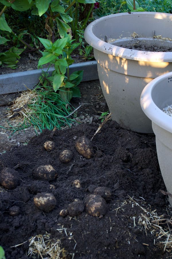 potato-harvesting-from-pots