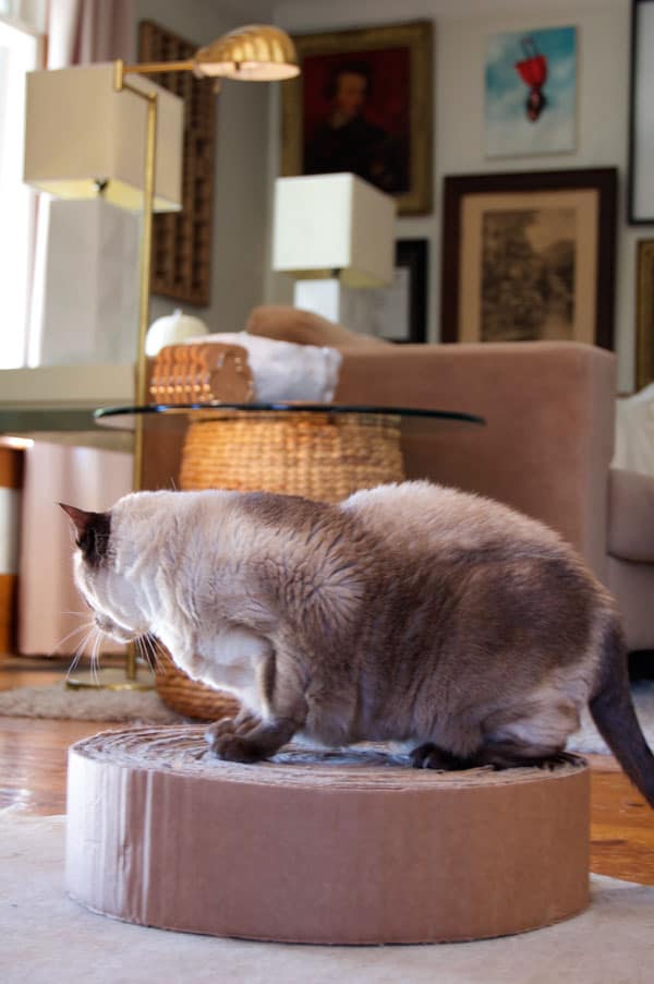 Applehead siamese cat on homemade scratching post in front of cozy living room.