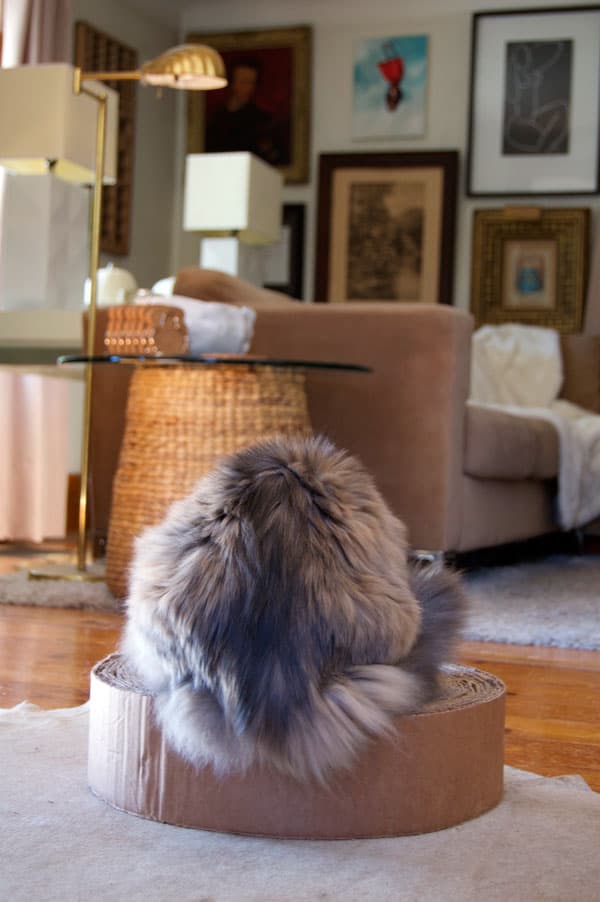 Fluffy dilute calico cat sitting on round coil of cardboard.