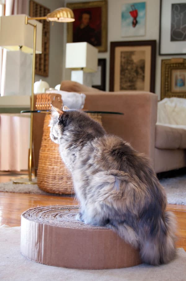 Fluffy cat sitting on a scratching pad with sun on its face.