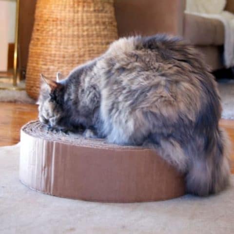 DIY Cat Scratching Post