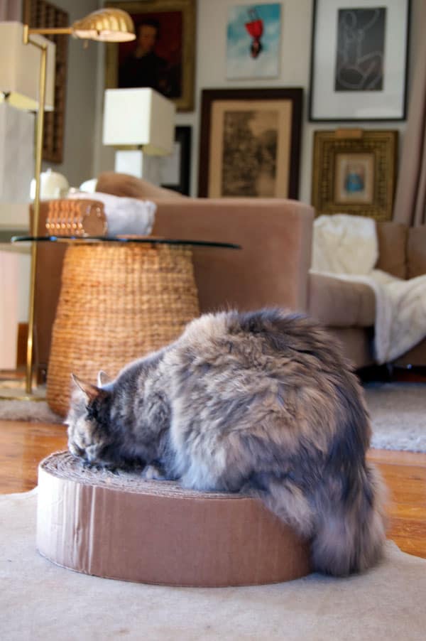 Dilute calico cat crouching on round scratching pad.