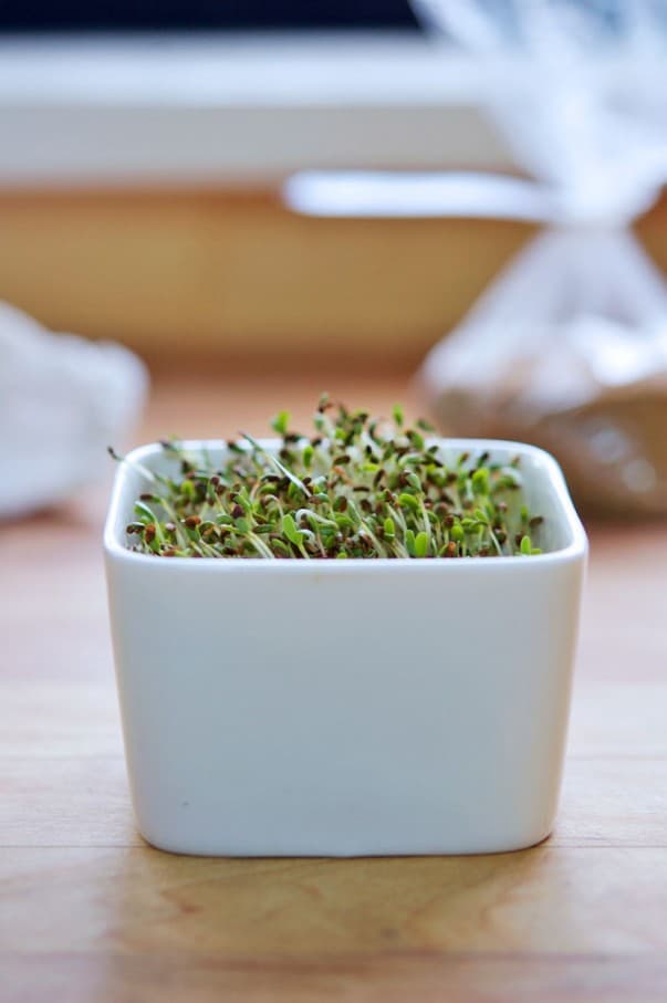 alfalfa-seeds