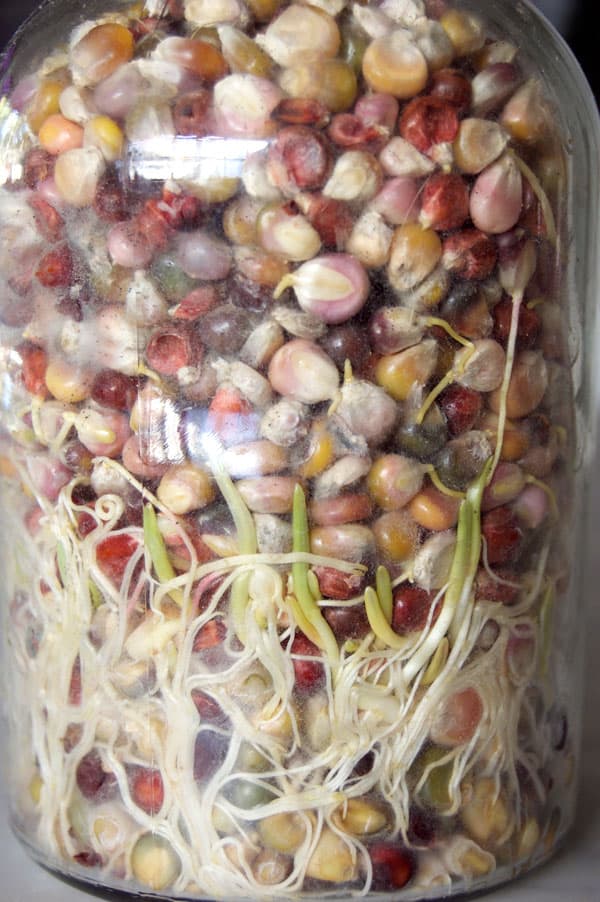Glass Gem popcorn in a jar with sprouted, rooting kernels.