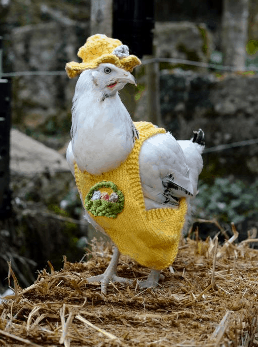 A white chicken stands on a bale of straw wearing a yellow knit jumper with a matching floppy hat.