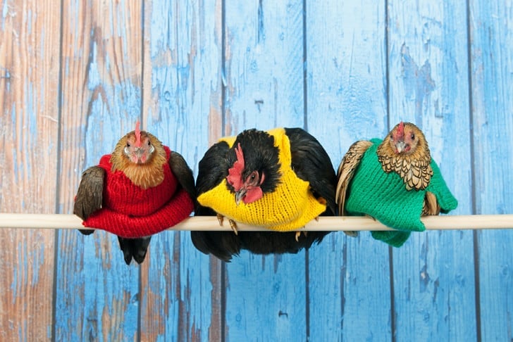 Three chickens in a row sitting on a dowel, each wearing a primary coloured sweater.