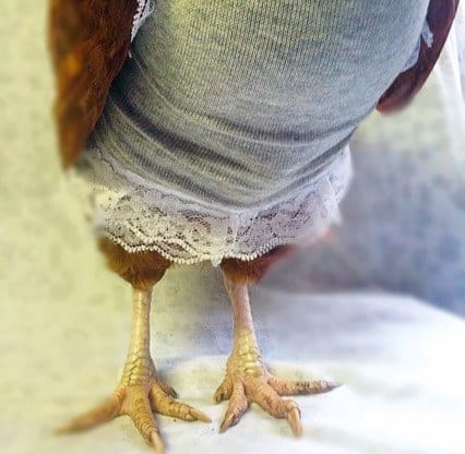 A grey knit chicken sweater with lace embellishment. 