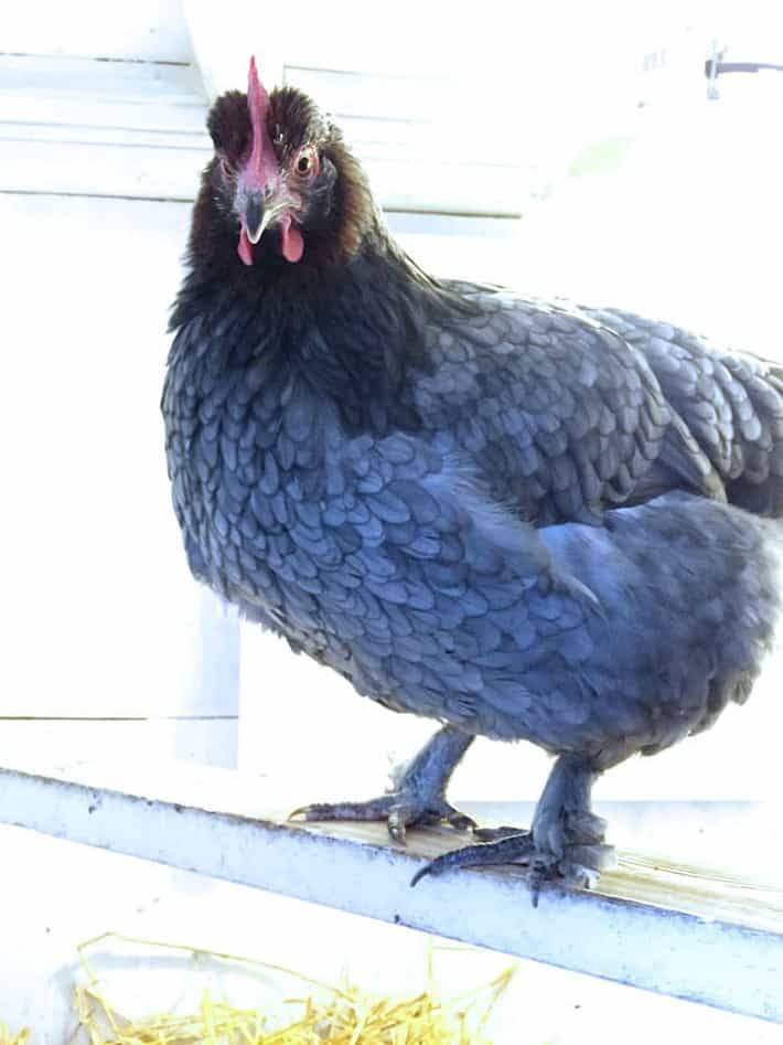 Blue Copper Marans with her feathers fluffed up on her body and head to keep her warm at night.