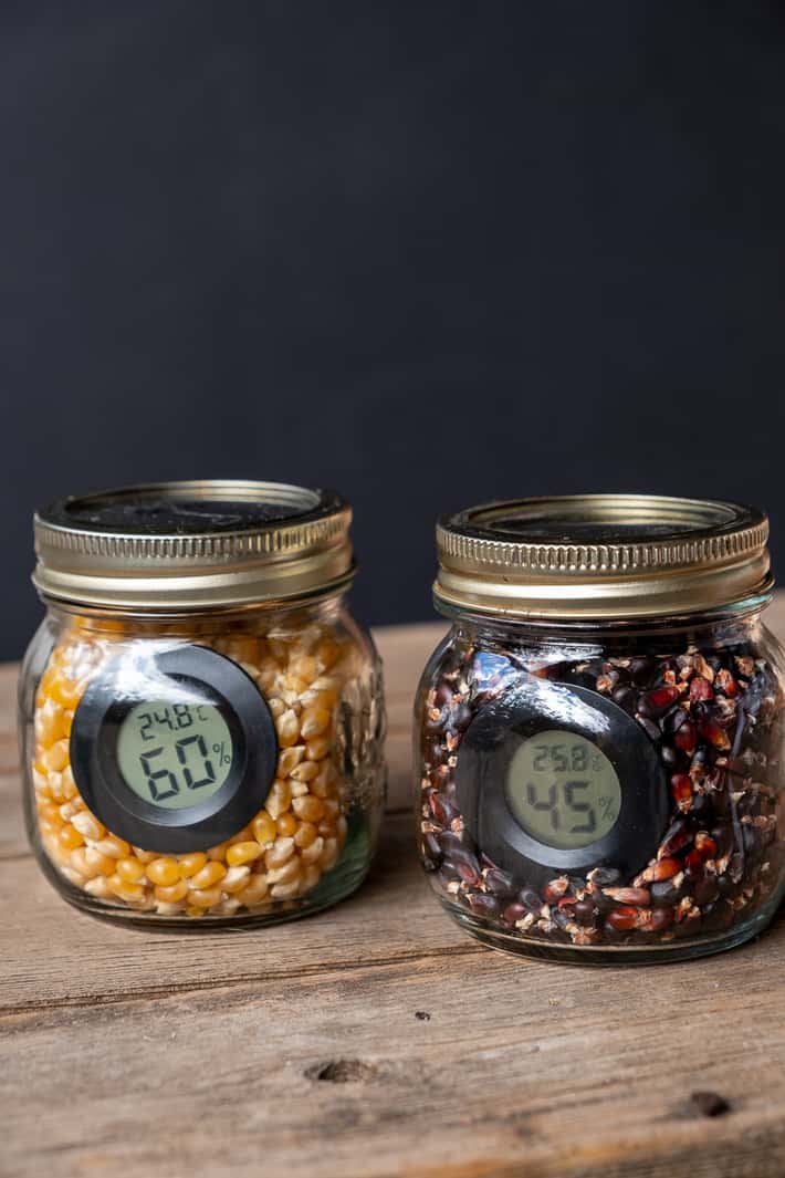 A half pint mason jar filled with yellow corn sits beside a half pint mason jar filled with black corn, each with a small disc hygrometer in them.