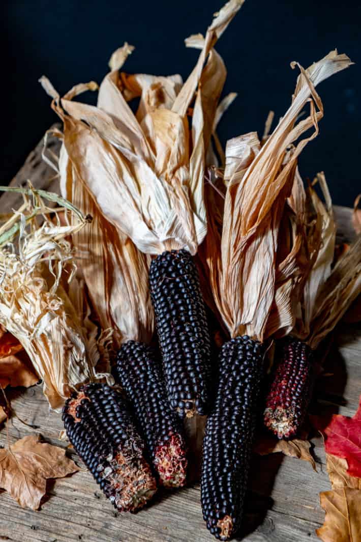 Cobs of dried Dakota Black popcorn on a wood bench with scattered maple leaves around.