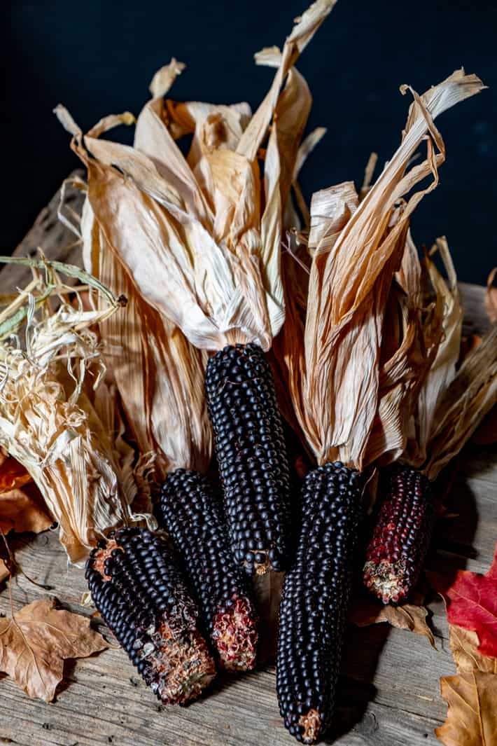 Grow your own edible rainbow corn