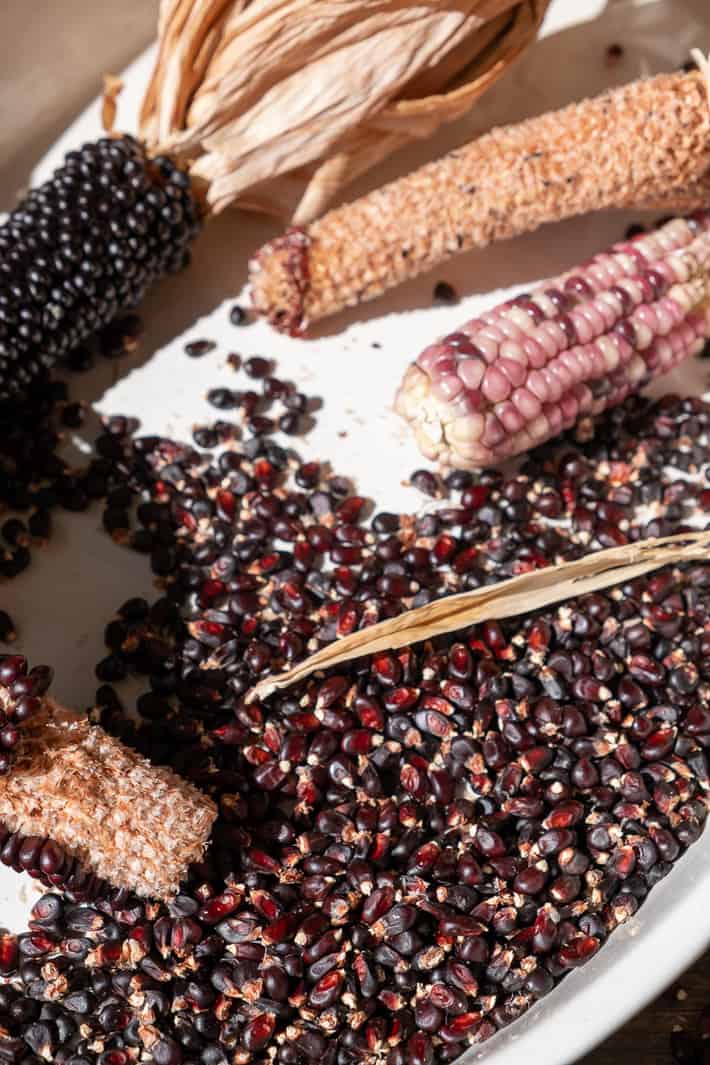 Dakota black popcorn and pink and purple Glass Gem corn midway through shucking them for their dried kernels.