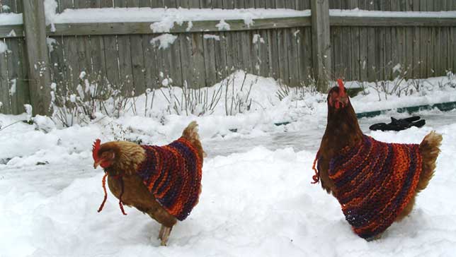 Chickens romping in the snow wearing knit capes.