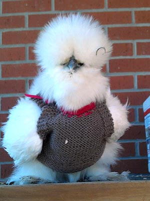 White silkie chicken wearing a brown and red knit vest.