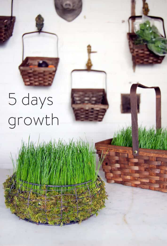 How to grow a basket full of grass in 5 days. Grass Easter basket after 5 days growth.