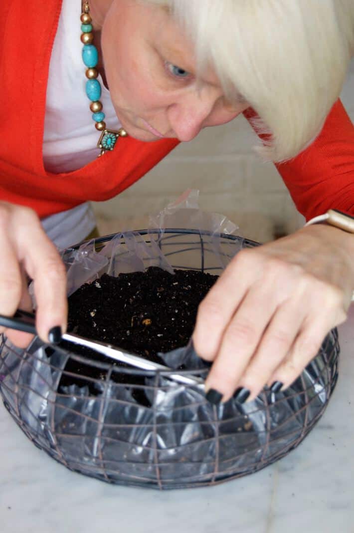 Preparing basket for growing grass easter basket.