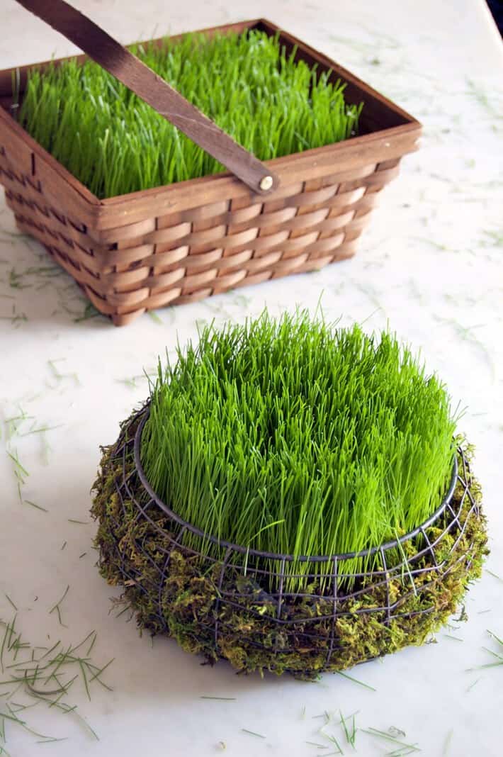 Moss lined wire pot with ryegrass growing in it.