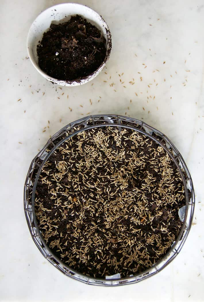 How to grow a basket full of grass in 5 days. seeding real grass Easter basket