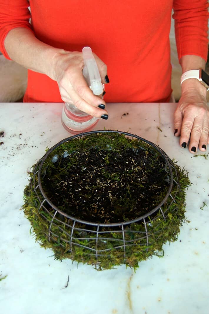 How to grow a basket full of grass in 5 days. Spraying soil on grass easter basket.