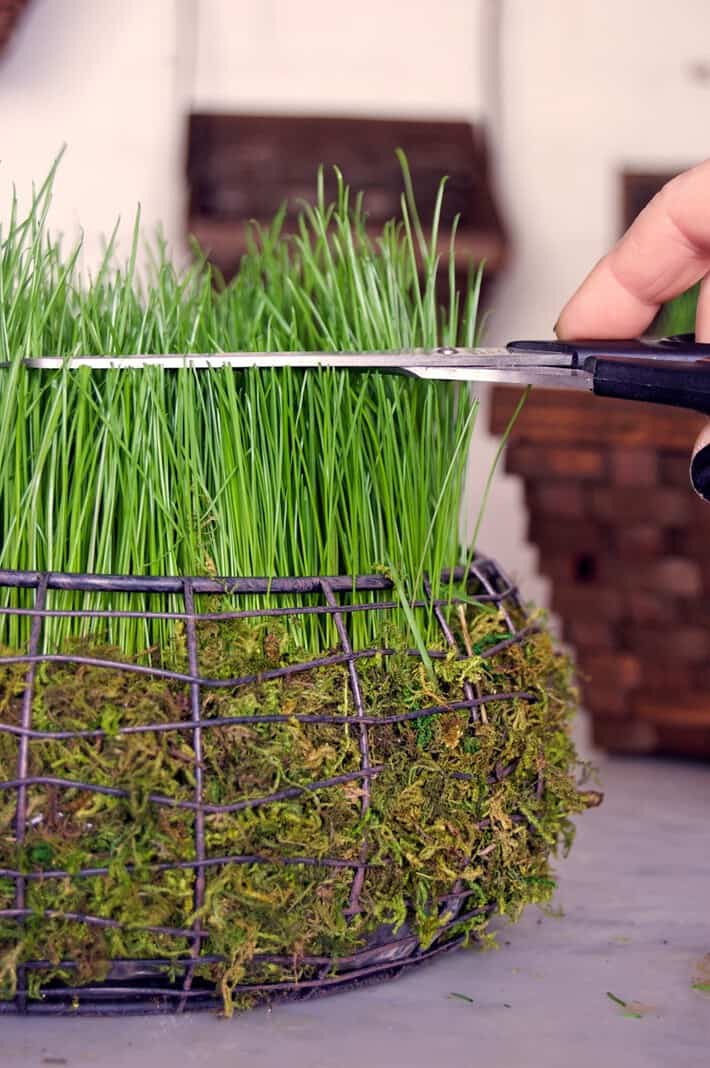 Trimming real grass easter basket.