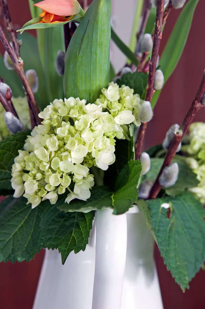 hydrangea