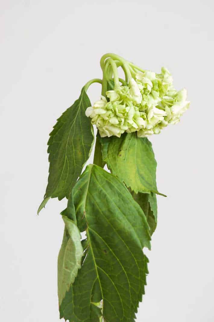 really-wilted-hydrangea