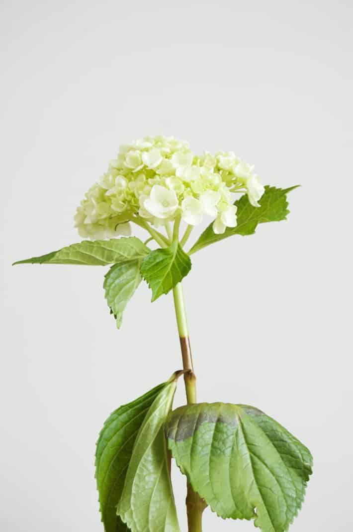 revived-hydrangea