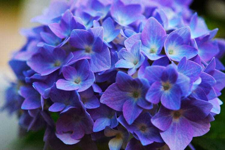 blue-hydrangea